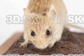 Mouse-Mus musculus 0018